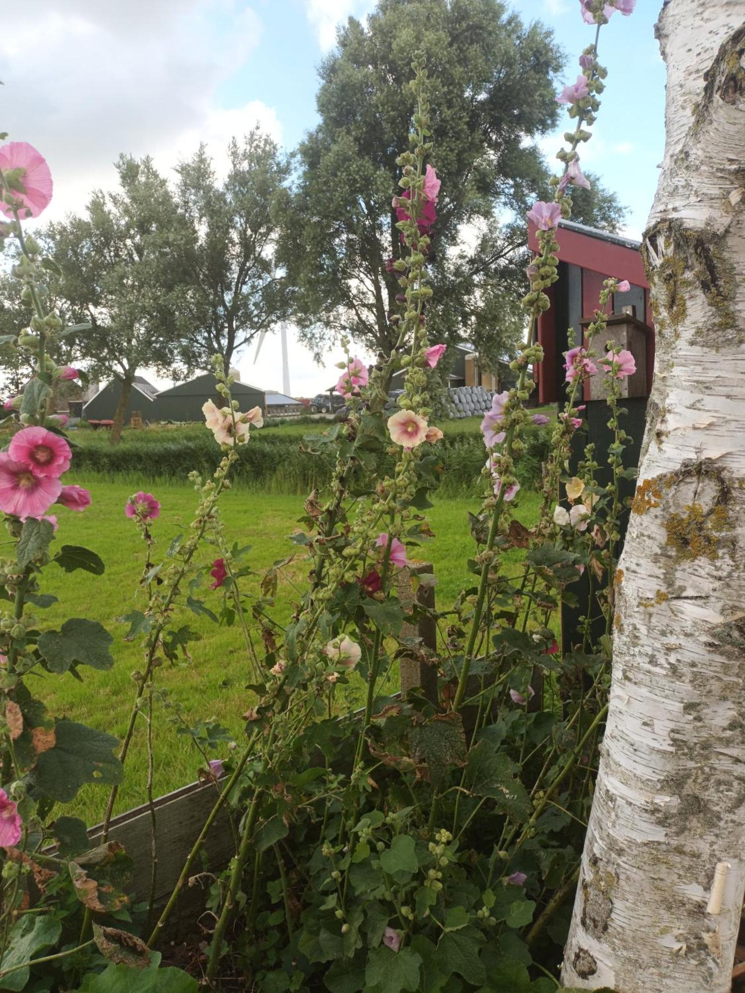 B&B It Arbeidershuske Ferwoude ภายนอก รูปภาพ